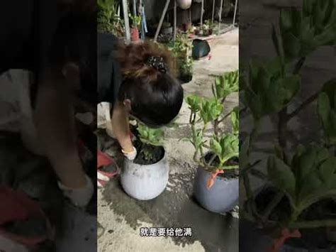 白水木移盆|換盆完全攻略：5個步驟教你正確換盆，讓植物長得更好